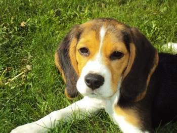 Beagle puppy on green grass