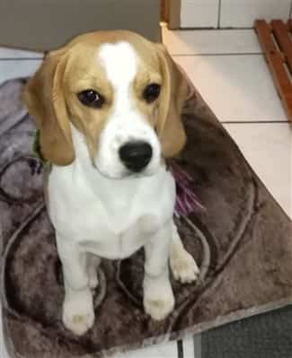 Beagle puppy in bathroom