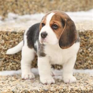 Beagle puppy is fat, this is normal