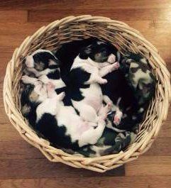 basket of Beagle puppy newborns