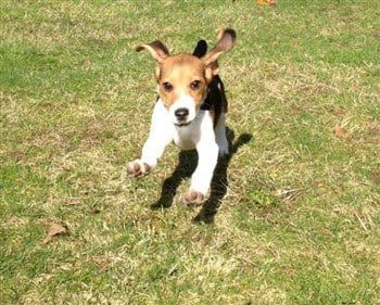 beagle-running-crazy