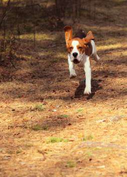 beagle hunting