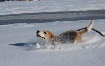 how cold can a beagle stay outside?