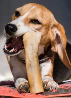 Beagle showing his teeth