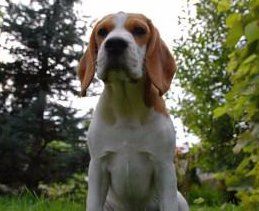Beagle dog sitting