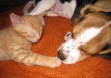 Beagle sleeping with cat
