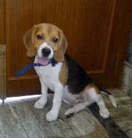 6 month old Beagle dog