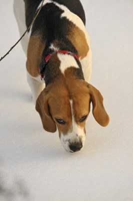 Beagle sniffing