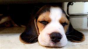Beagle sleeping under the bed