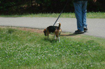 Beagle being taken for a walk