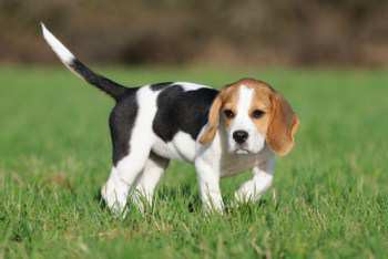 Beagle walking outdoors