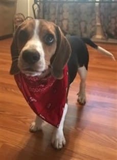 Beagle wearing bananda