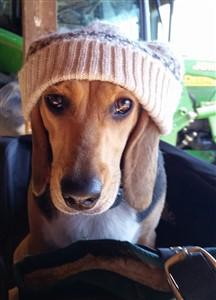 Beagle puppy wearing a hat