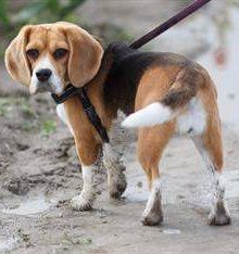 Beagle white tipped tail