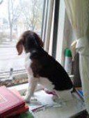 Beagle looking out window