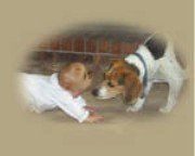 Beagle with baby