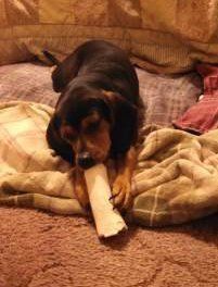 Beagle with bone
