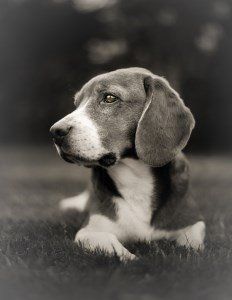 6 year old Beagle