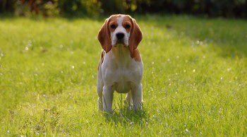 Bench Beagle