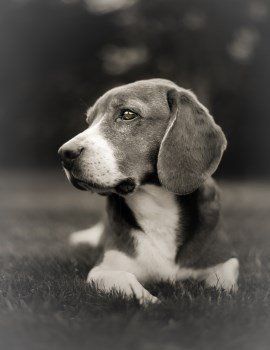 black and white Beagle photo