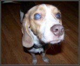 blind Beagle