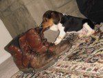 Beagle puppy next to boots