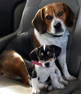 brother and sister Beagles
