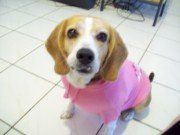 Beagle with pink shirt on