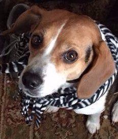 Beagle wearing scarf