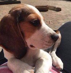 beagle-puppy-looking-sideways.