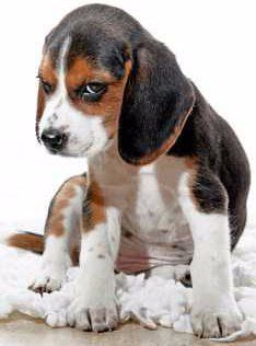 coy Beagle puppy