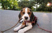 cute Beagle puppy with leash in mouth