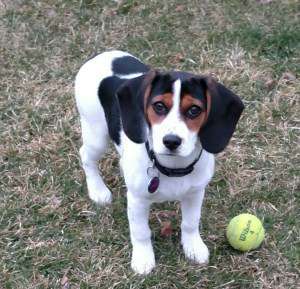 white based Beagle with black and red