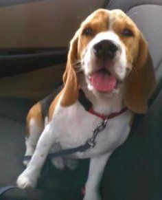10 month old Beagle dog
