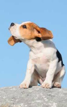 cute Beagle on rock
