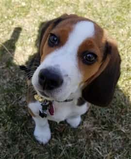 cute Beagle puppy outside, closeup