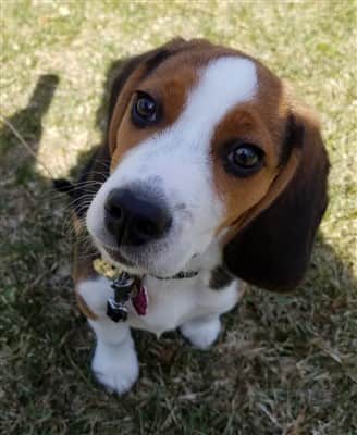 cute Beagle puppy outside