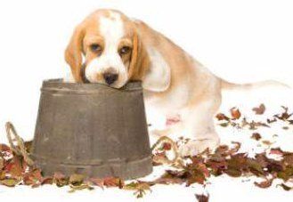 cute Beagle puppy with bucket and leaves