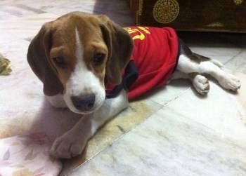 cute Beagle puppy, male, 10 months