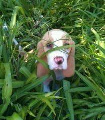 Beagle hiding in grass