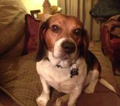 Beagle with big ears