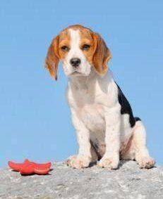 small Beagle