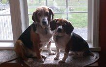 two Beagles sitting at window