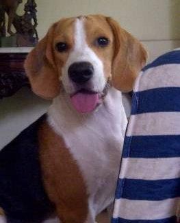 Beagle puppy looking happy