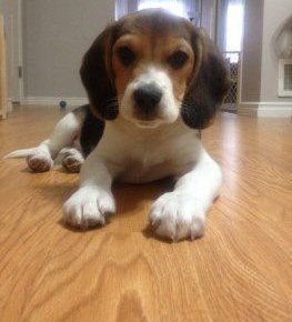 healthy Beagle puppy