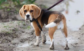 beagle-controlled-on-harness