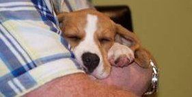 Beagle asleep in my arms