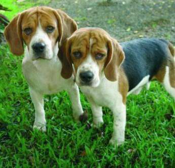 English Beagle dogs