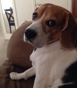 Beagle looking serious
