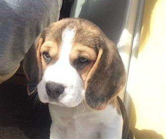 9 month old Beagle puppy